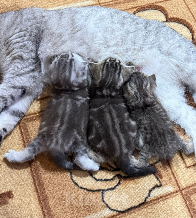 Кошки в Курганинске: Шотландские котята Мальчик, Бесплатно - фото 8