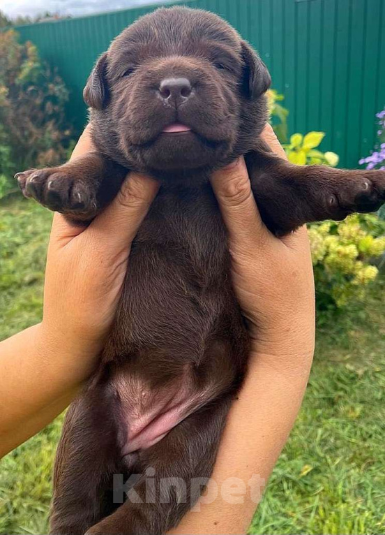 Собаки в других городах Московской области: Коричневые и чёрные щенки Лабрадора Девочка, 90 000 руб. - фото 3