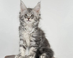 Кошки в Тюмени: Котенок мейн-кун девочка Девочка, 55 000 руб. - фото 7