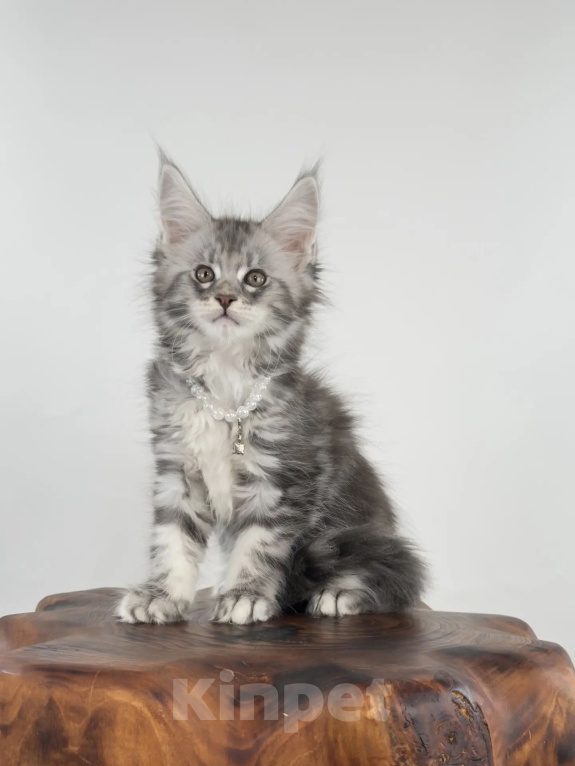 Кошки в Тюмени: Котенок мейн-кун девочка Девочка, 55 000 руб. - фото 7