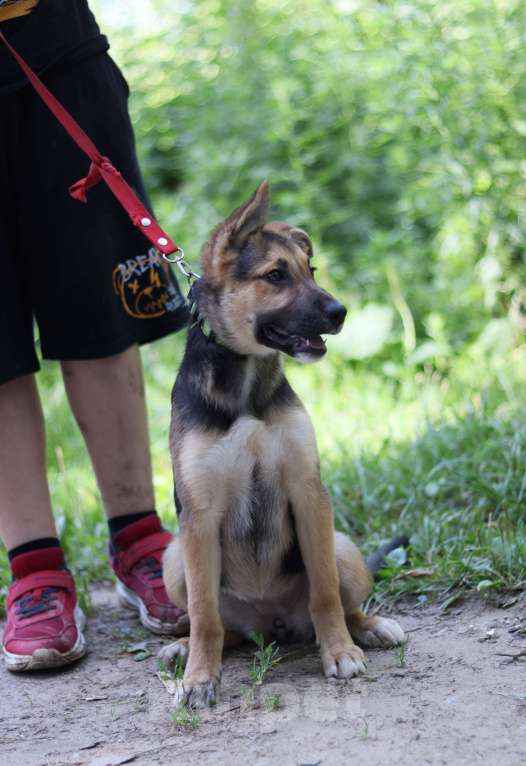 Собаки в Подольске: Ромашке очень нужен дом  Девочка, Бесплатно - фото 3