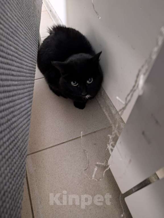 Кошки в других городах Московской области: Кошка пантера Девочка, Бесплатно - фото 1