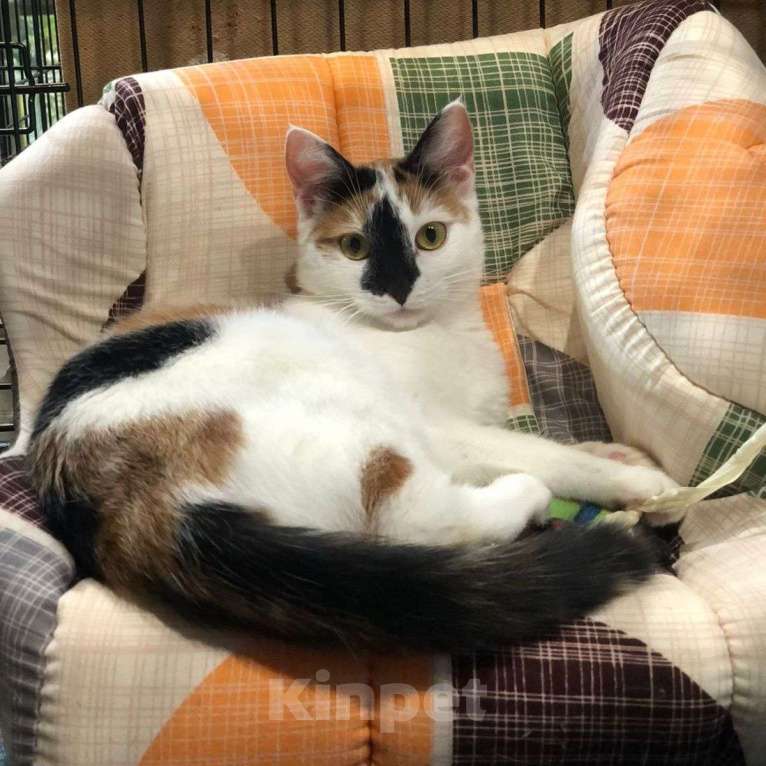 Кошки в Москве: Если бы Кики была человеком, с ней бы все хотели дружить Девочка, Бесплатно - фото 4