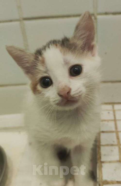 Кошки в Москве: Милейший котенок Хулиганочка ищет дом! Девочка, Бесплатно - фото 3