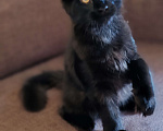 Кошки в Уфе: Мейн-кун котята Мальчик, 40 000 руб. - фото 4
