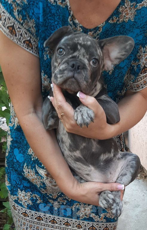 Собаки в других городах Крыма: Продажа щенков французского бульдога  Девочка, 30 000 руб. - фото 8