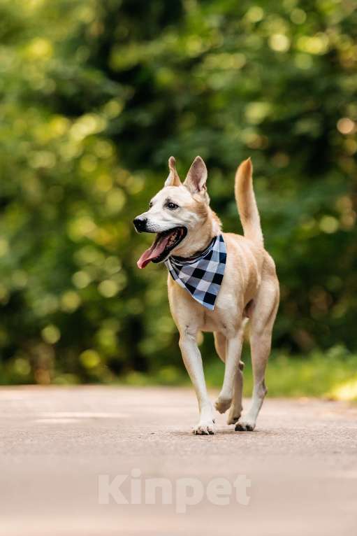 Собаки в Москве: Самый добрый в мире пес Мальчик, Бесплатно - фото 4