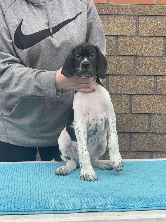 Собаки в Новосибирске: С-Джокер Мальчик, 50 000 руб. - фото 3