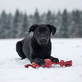 Грей ищет семью