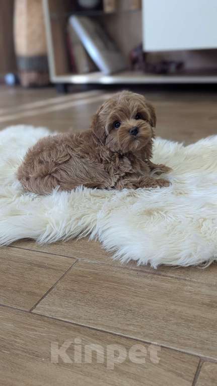 Собаки в Москве: Девочка мальтипу Девочка, 90 000 руб. - фото 3