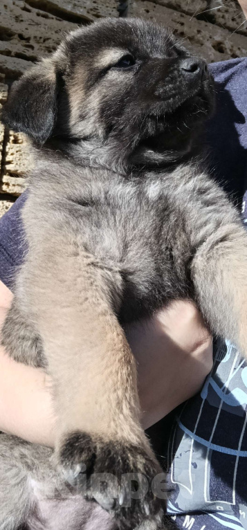 Собаки в других городах Краснодарского края: Девочка от Акиты-Ину Девочка, Бесплатно - фото 4