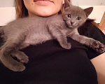 Кошки в Москве: котенок 1,5 месяца ищет дом Мальчик, Бесплатно - фото 4