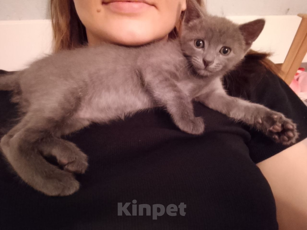 Кошки в Москве: котенок 1,5 месяца ищет дом Мальчик, Бесплатно - фото 4