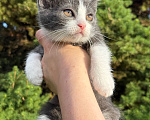 Кошки в Сосновом Бору: Котенок Кексик Мальчик, Бесплатно - фото 1