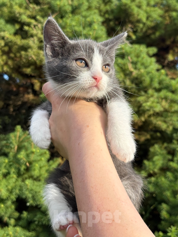 Кошки в Сосновом Бору: Котенок Кексик Мальчик, Бесплатно - фото 1