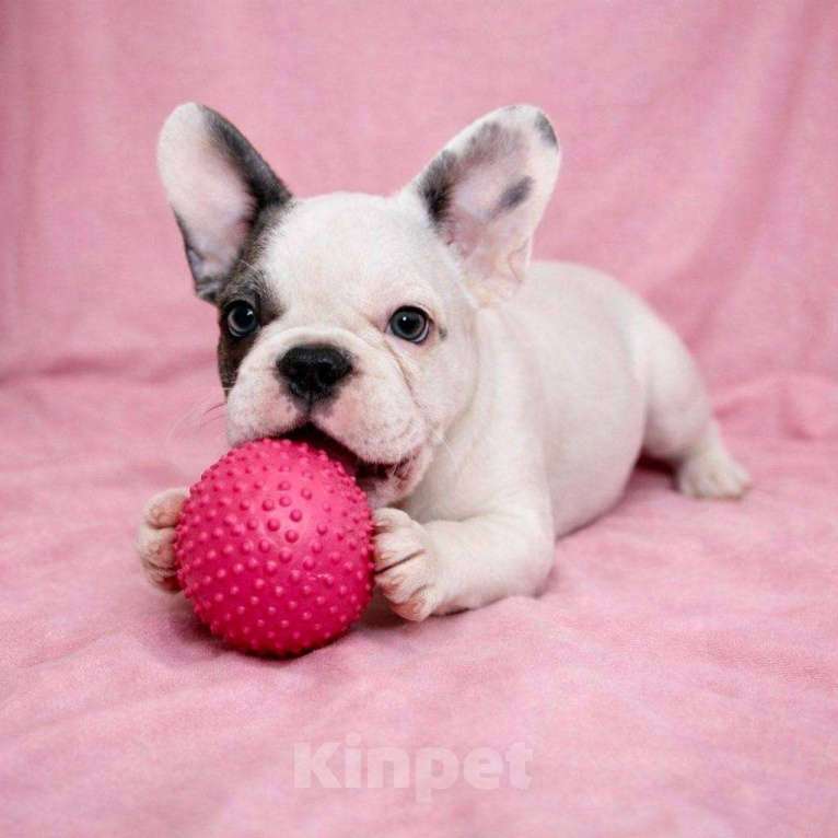 Собаки в Москве: Французская элита Девочка, 100 000 руб. - фото 5