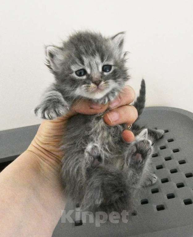 Кошки в Москве: Сибирские голубые кошечки Девочка, Бесплатно - фото 2