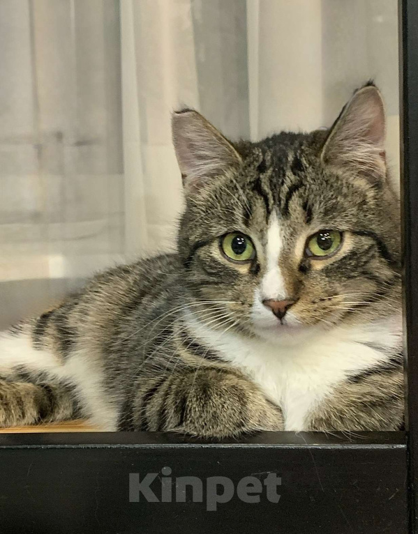 Кошки в Санкт-Петербурге: Котик полосатик подросток Виктор  Мальчик, Бесплатно - фото 1