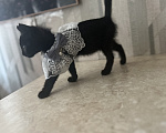 Кошки в Шатуре: Котята ищут дом Разнополые, Бесплатно - фото 3
