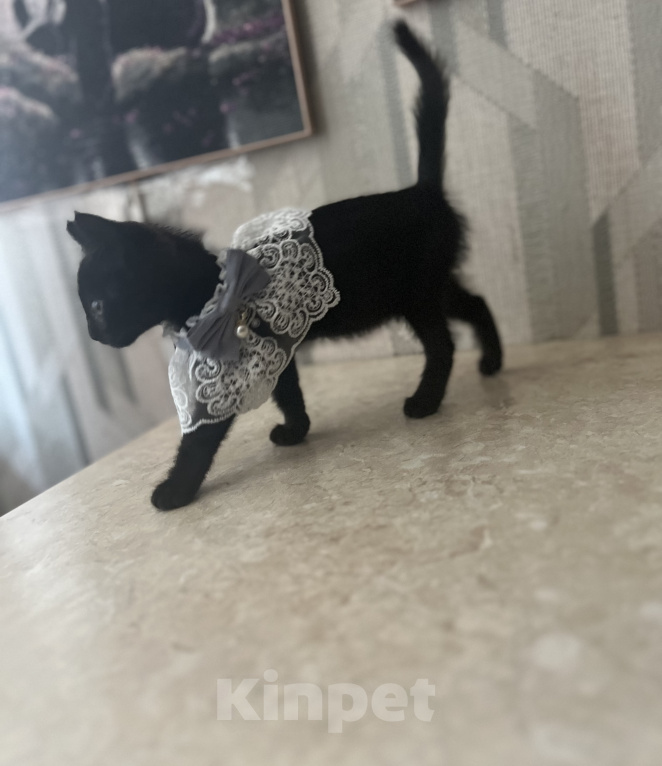 Кошки в Шатуре: Котята ищут дом Разнополые, Бесплатно - фото 3