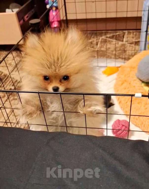 Собаки в Апрелевке: Померанский шпиц  Девочка, 40 000 руб. - фото 3