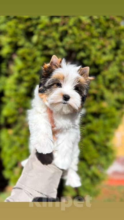 Собаки в Москве: Шикарная девочка Бивер Девочка, Бесплатно - фото 3