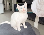 Кошки в Санкт-Петербурге: Ориентальный котенок Девочка, Бесплатно - фото 3