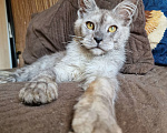 Кошки в Челябинске: Котик мейн кун Мальчик, 70 000 руб. - фото 5