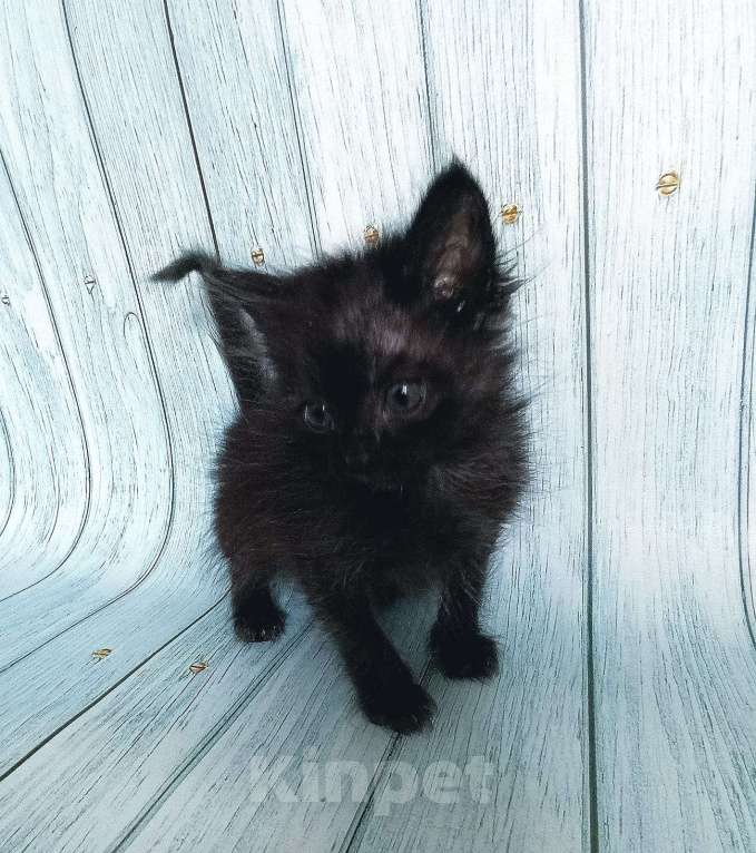 Кошки в Москве: Спокойный котенок ищет дом Мальчик, 1 руб. - фото 2
