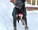 Собаки в Москве: Домашний щеночек Куделек в добрые руки Мальчик, Бесплатно - фото 3