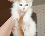 Кошки в Москве: Котенок-пуховичок в добрые руки, 1,5 мес Мальчик, Бесплатно - фото 4
