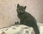 Кошки в Лянторе: Продам котят, 7 000 руб. - фото 4