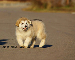 Собаки в Подольске: Щенки аляскинского маламута, 30 000 руб. - фото 8