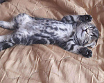 Кошки в Шуе: Шотландский котик ищет кошечку, 1 500 руб. - фото 7