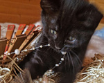 Кошки в Москве: Котенок Магги, 2 месяца, окрас черный мрамор Девочка, Бесплатно - фото 1