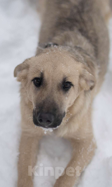 Собаки в Москве: Айва Девочка, Бесплатно - фото 1
