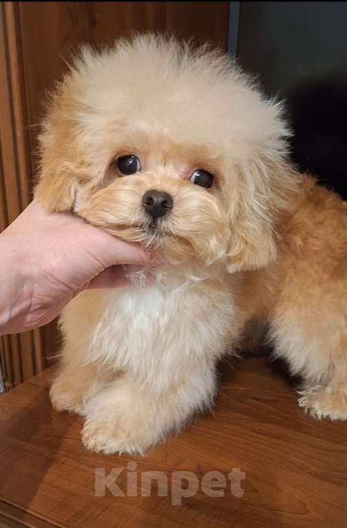 Собаки в Москве: Мальтипу ф1 микро девочка  Девочка, Бесплатно - фото 3