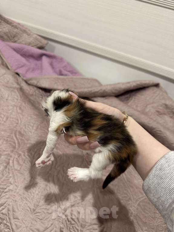 Кошки в Екатеринбурге: мейн-кун полидакт Девочка, 40 000 руб. - фото 5