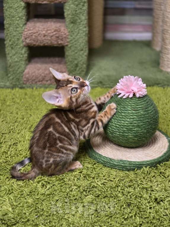 Кошки в Москве: Filadelfia Benjoy Девочка, 95 000 руб. - фото 3