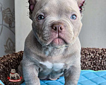 Собаки в Москве: Американский булли Микро Экзот Мальчик, 250 000 руб. - фото 1