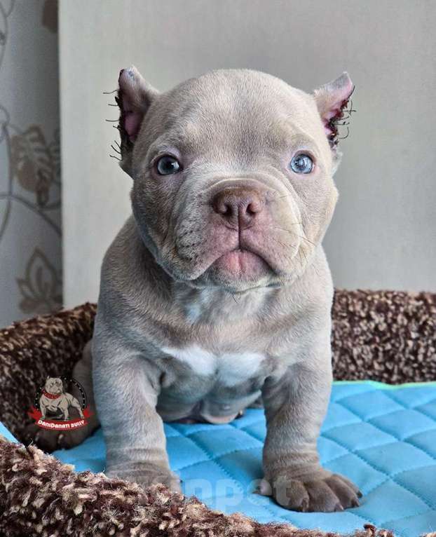 Собаки в Москве: Американский булли Микро Экзот Мальчик, 250 000 руб. - фото 1