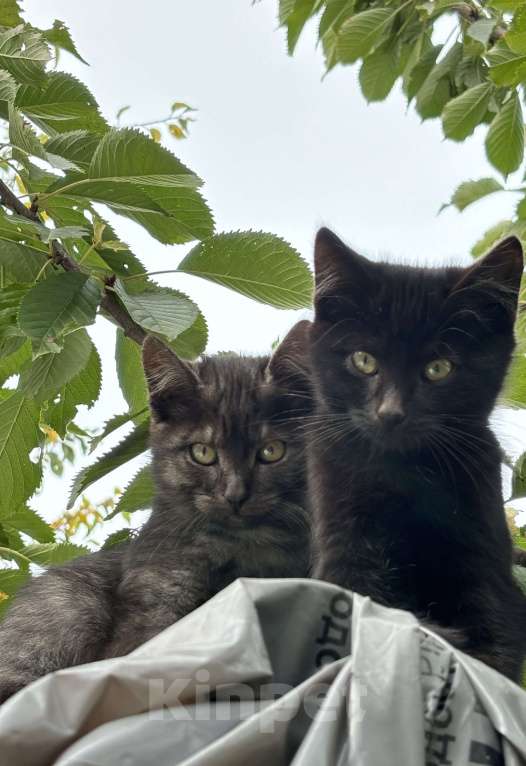 Кошки в других городах Московской области: Котята в добрые руки Мальчик, Бесплатно - фото 1