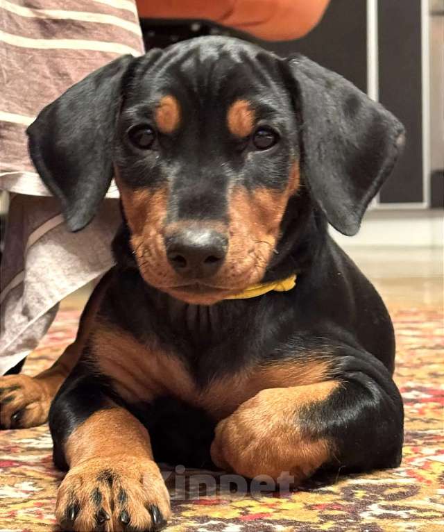 Собаки в Москве: Щенок немецкого пинчера. Девочка, 80 000 руб. - фото 1