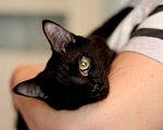 Кошки в Санкт-Петербурге: Черная одноглазая богиня 9 месяцев Девочка, Бесплатно - фото 1