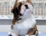 Собаки в Москве: Ши-тцу красивый мальчик. Мальчик, Бесплатно - фото 4