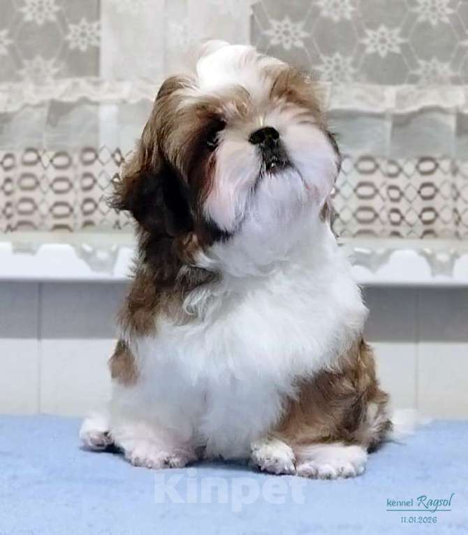 Собаки в Москве: Ши-тцу красивый мальчик. Мальчик, Бесплатно - фото 4