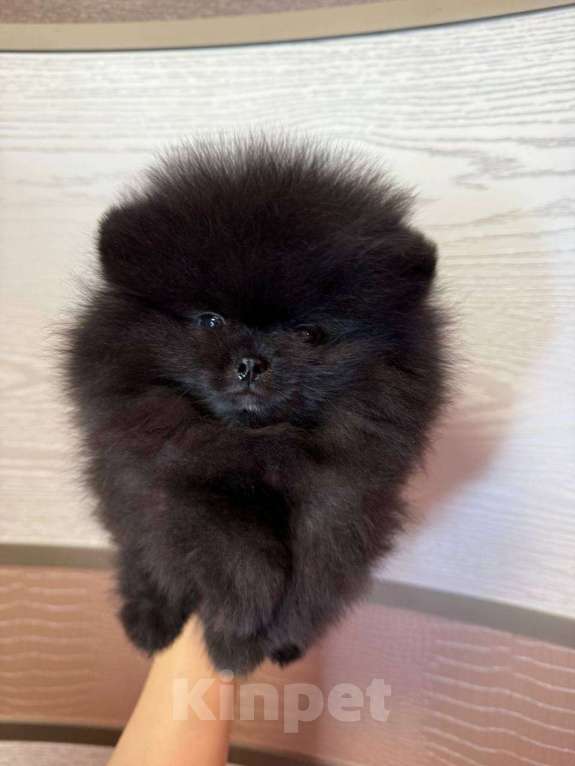Собаки в Москве: Щенки померанский шпиц, кобель, черный Мальчик, Бесплатно - фото 1