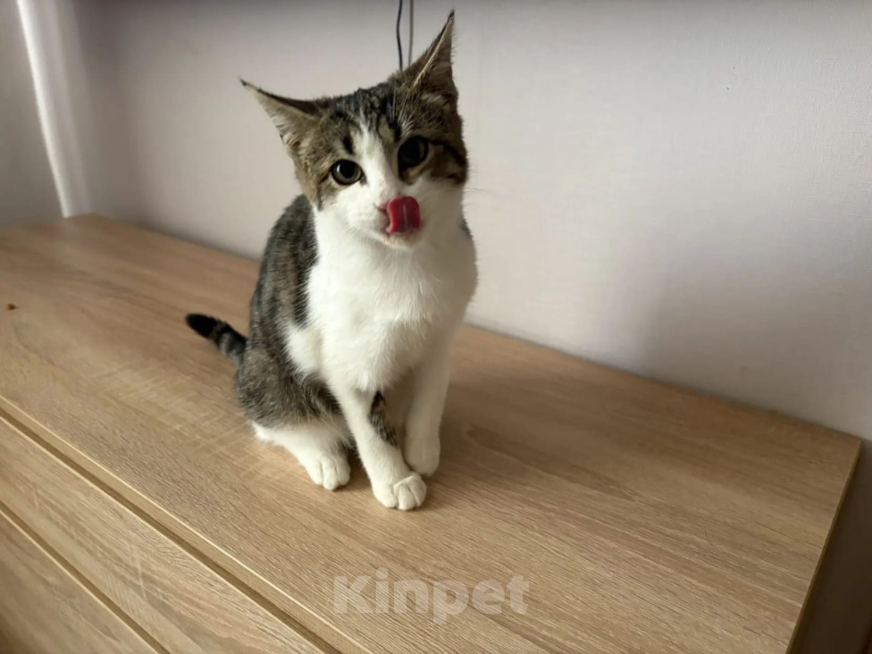 Кошки в других городах Московской области: Ласковый котёнок 3,5 месяца ищет дом (самая добрая девочка) Девочка, Бесплатно - фото 6