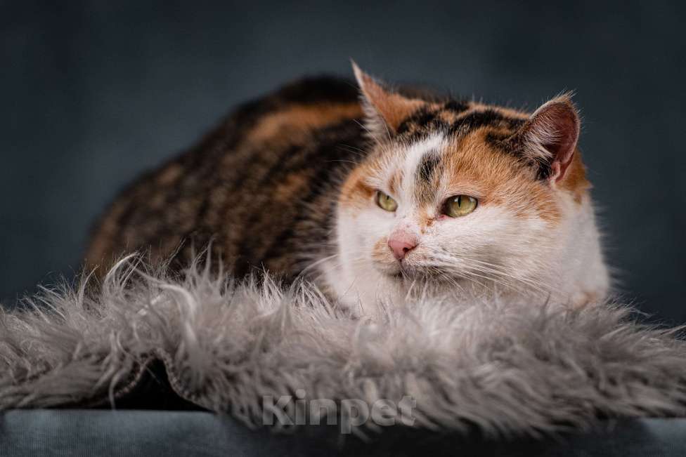 Кошки в Клине: Ириска — просто замечательная кошечка Девочка, Бесплатно - фото 3