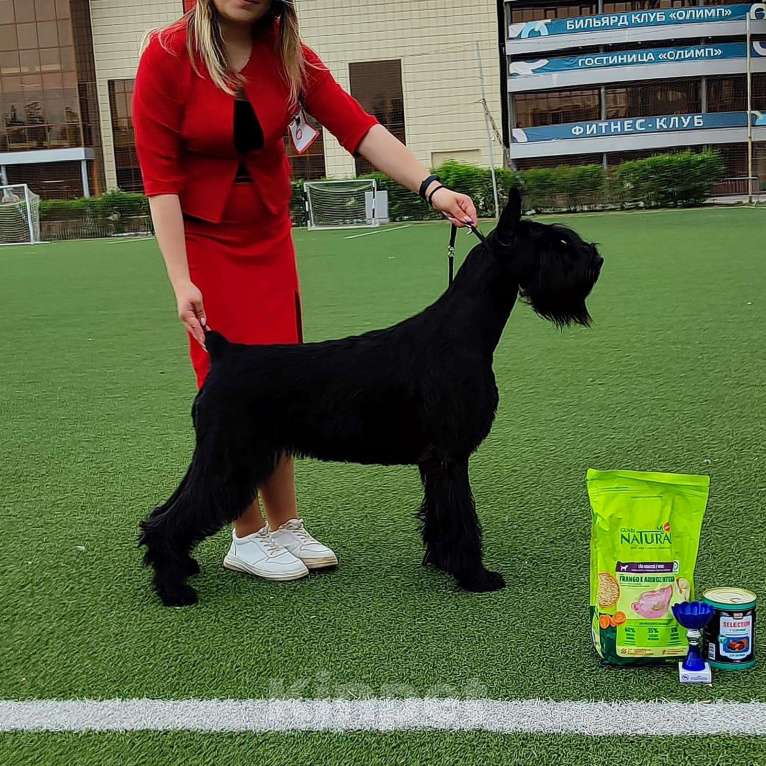 Собаки в других городах Башкортостана: Ризеншнауцер Девочка, Бесплатно - фото 6